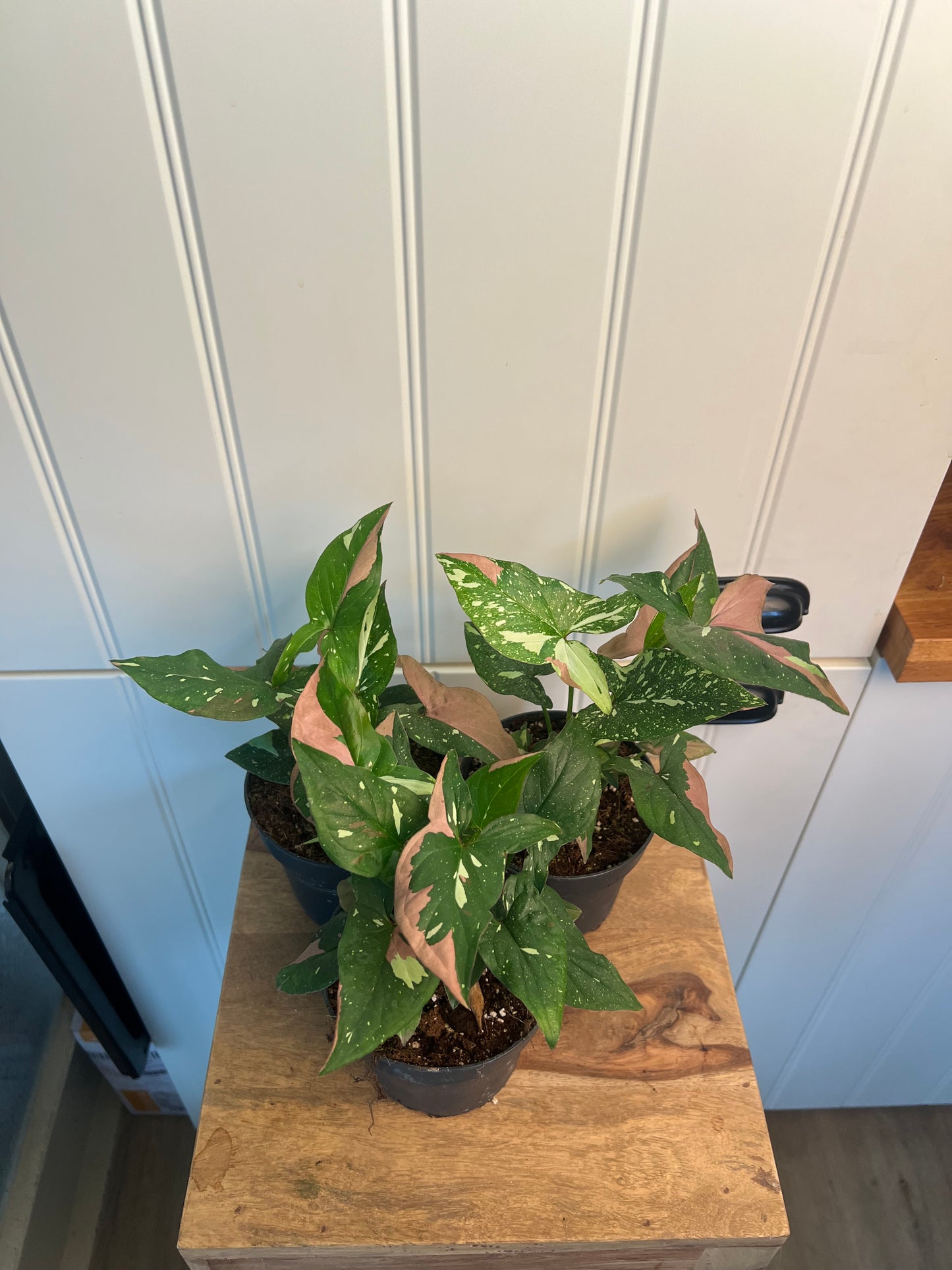 Syngonium Red spot tricolor