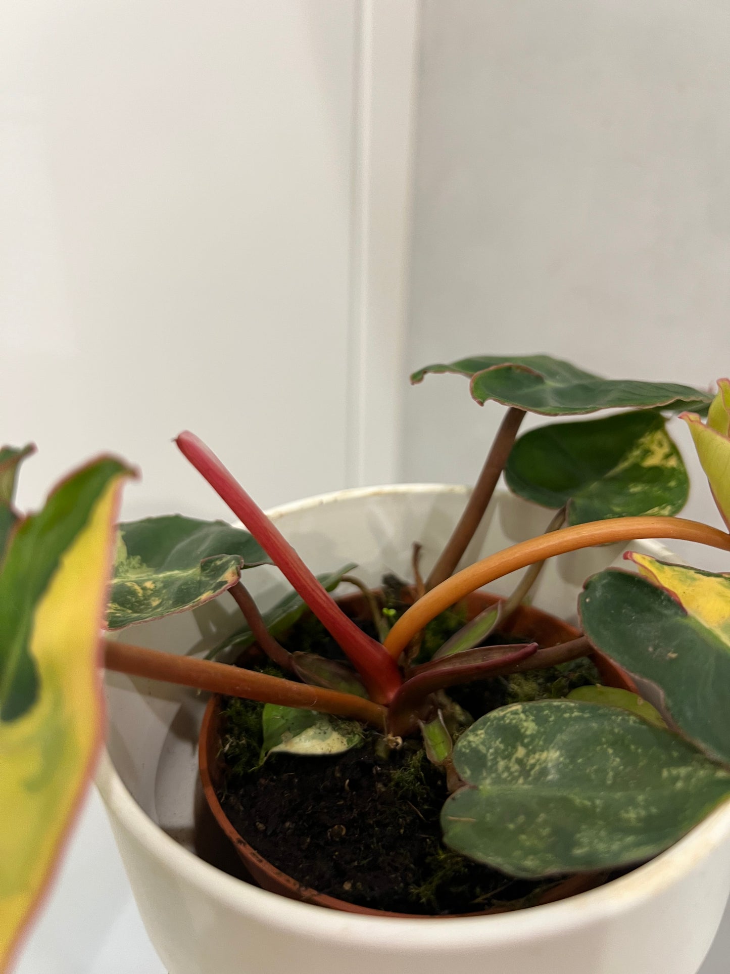 philodendron billietiae variegata