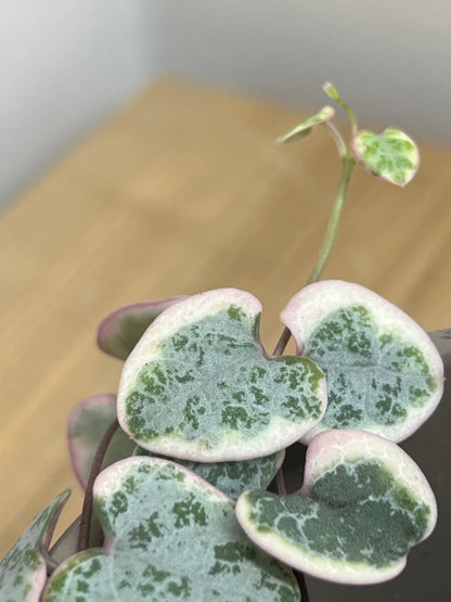 CEROPEGIA WOODII VARIEGATED