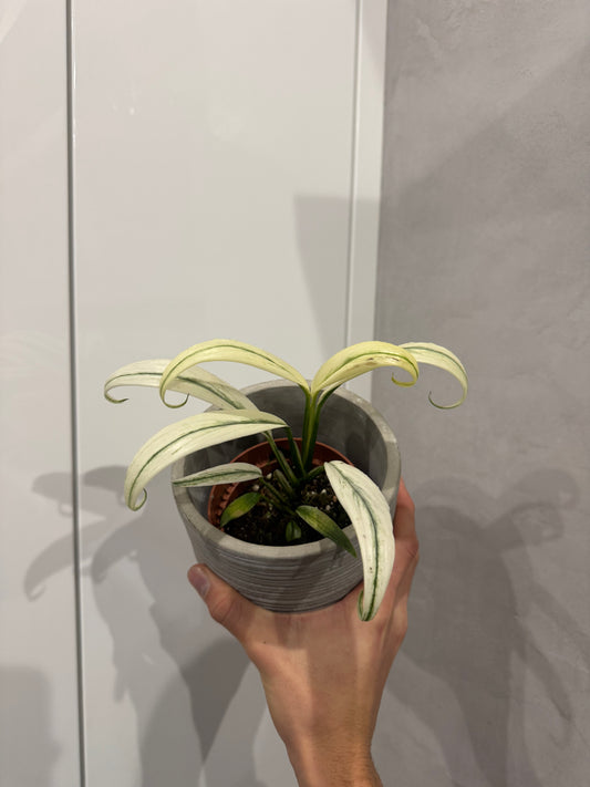 Amplissimum white variegated