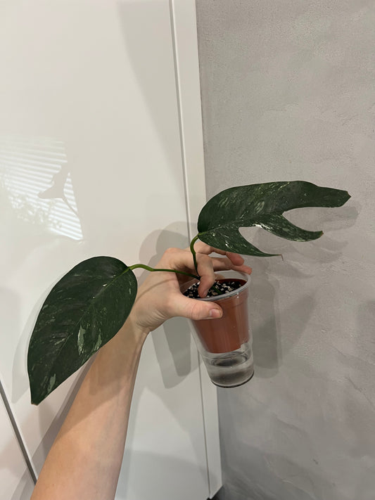 Epipremnum pinnatum variegated