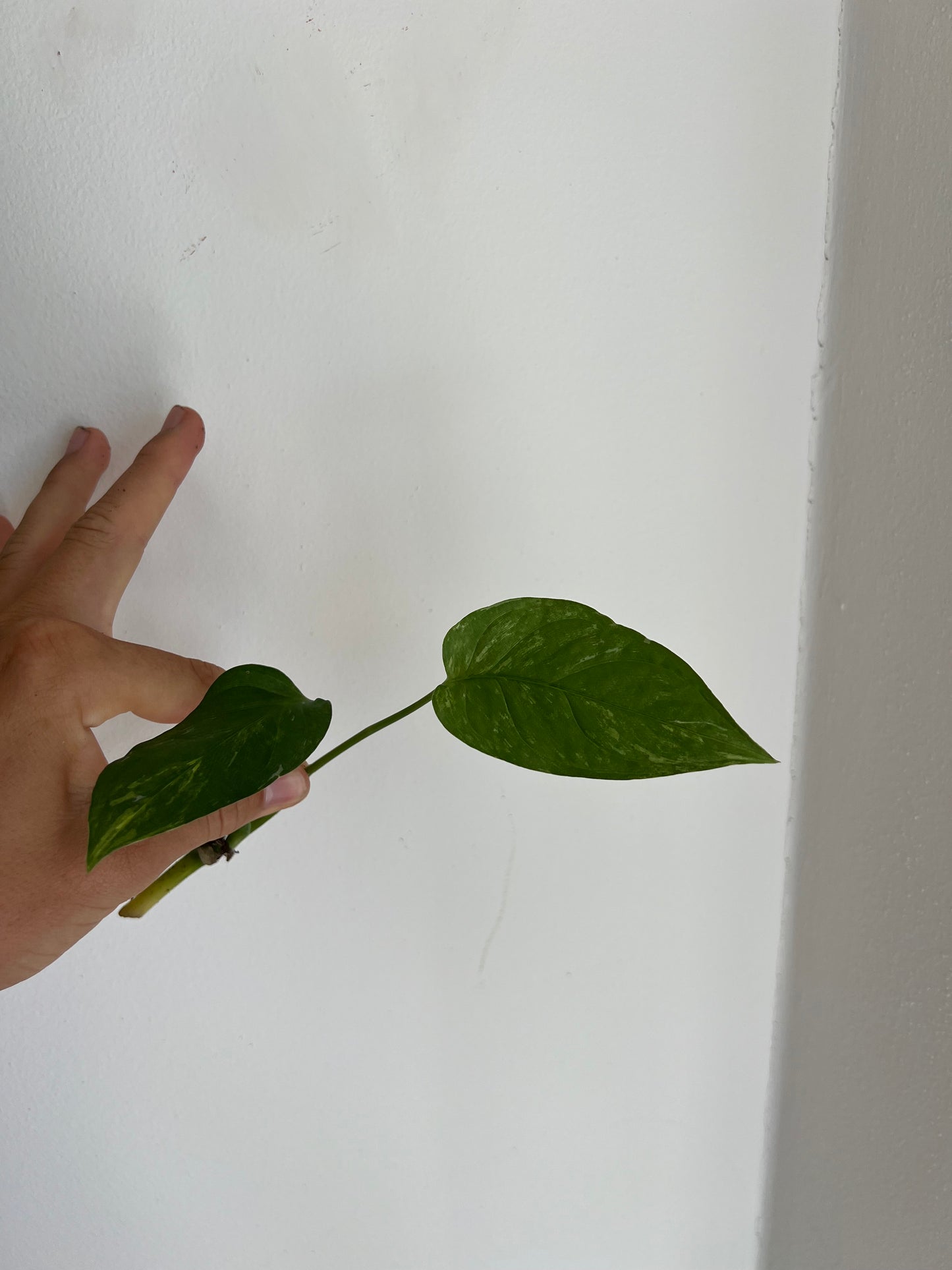 Monstera Obliqua ‘Mayuna’ Variegata