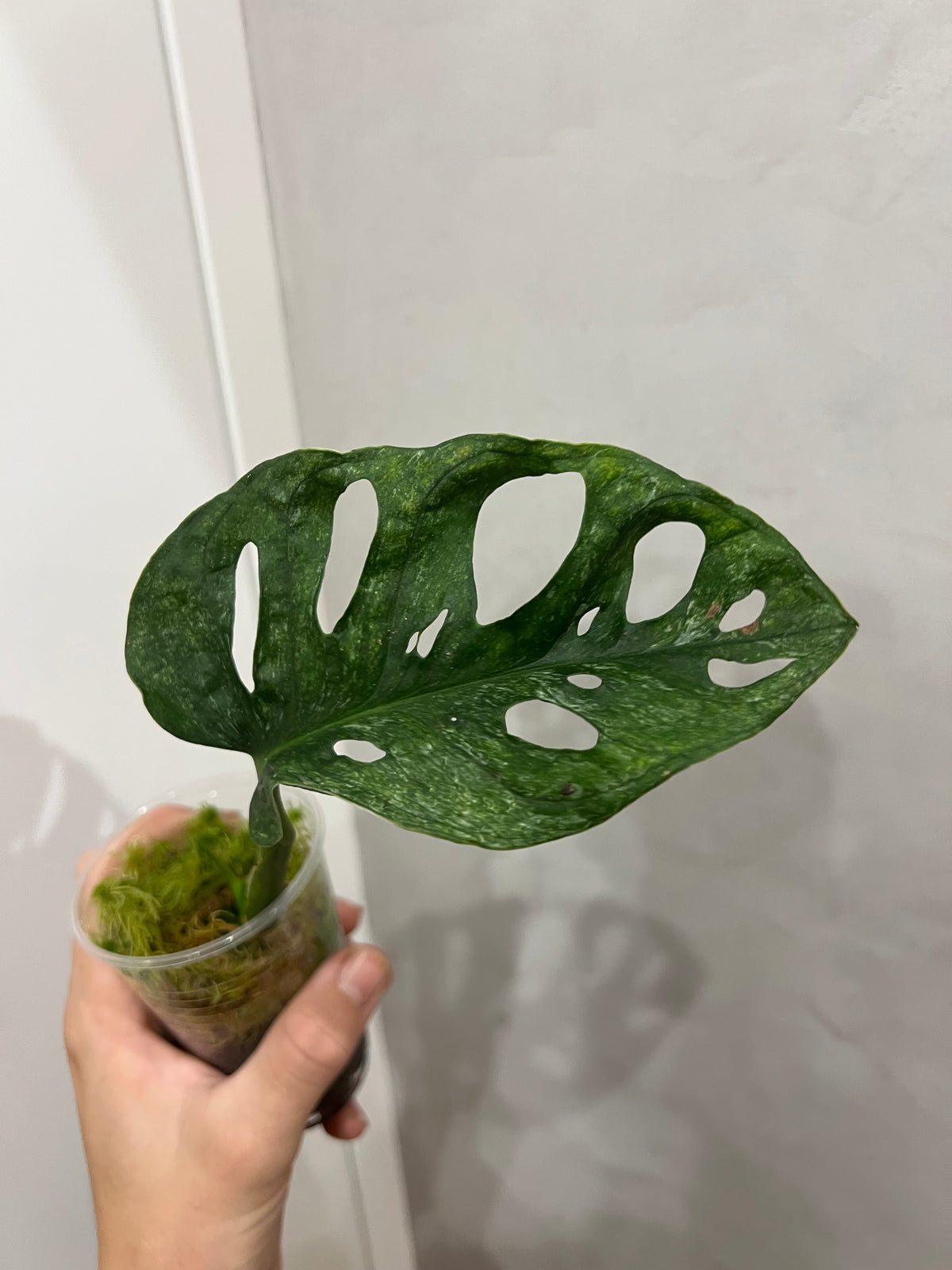 Monstera adansonii mint variegated