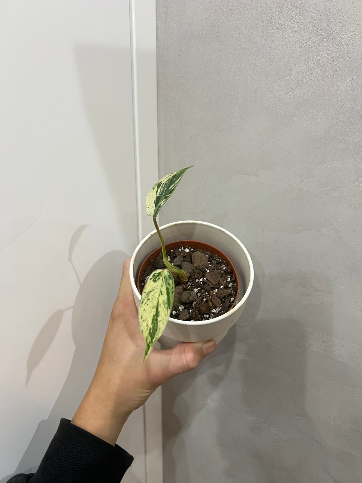 Philodendron Emerald Queen