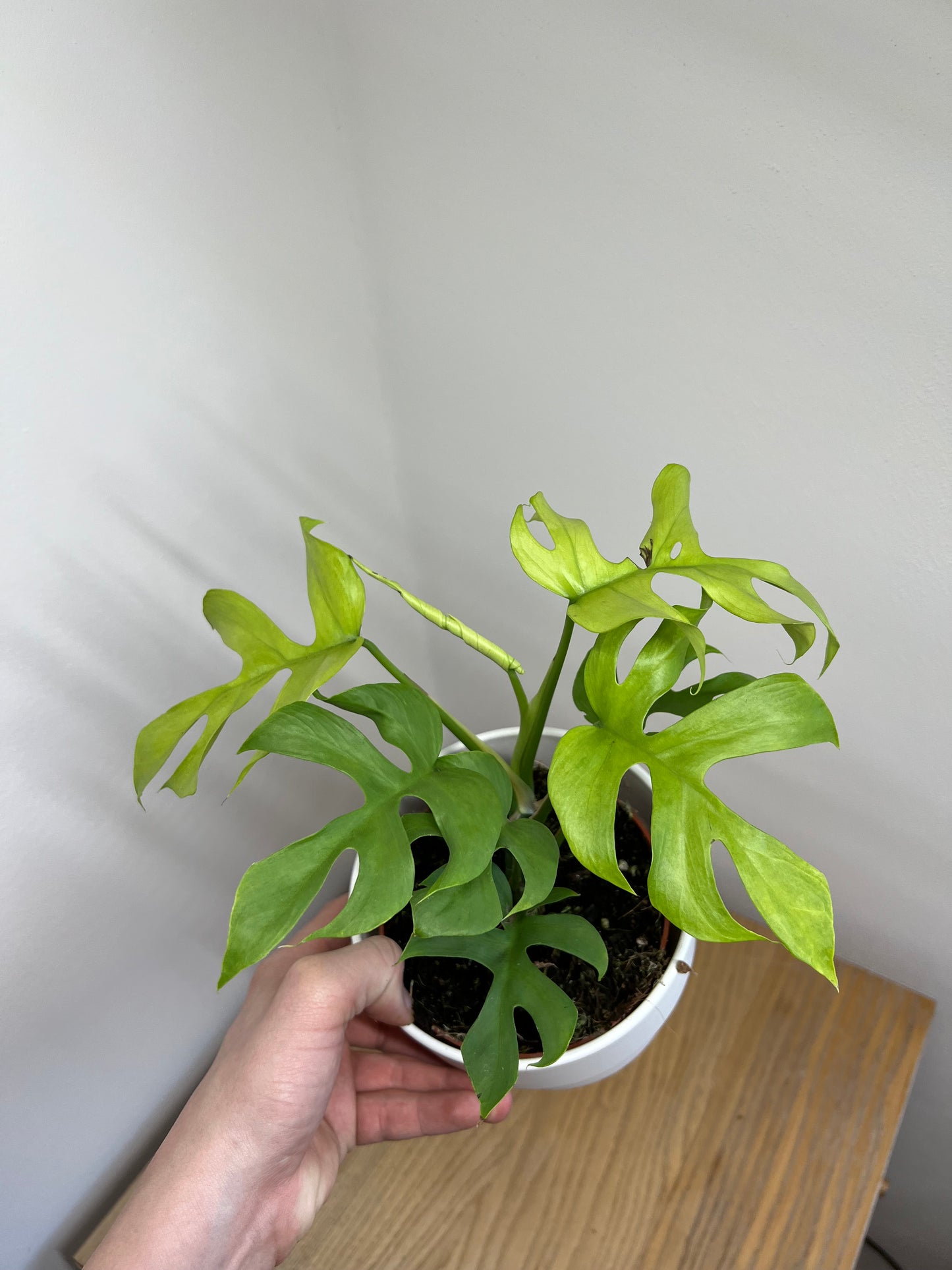Rhaphidophora tetrasperma goldrush