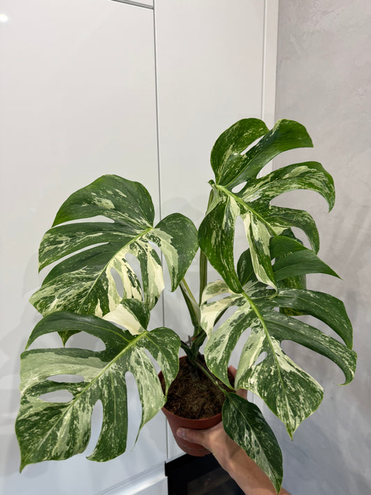 Monstera albo