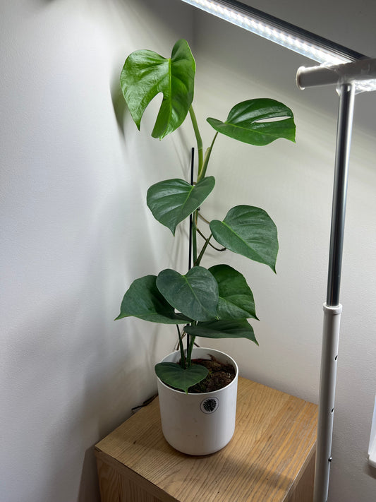 monstera sierrana