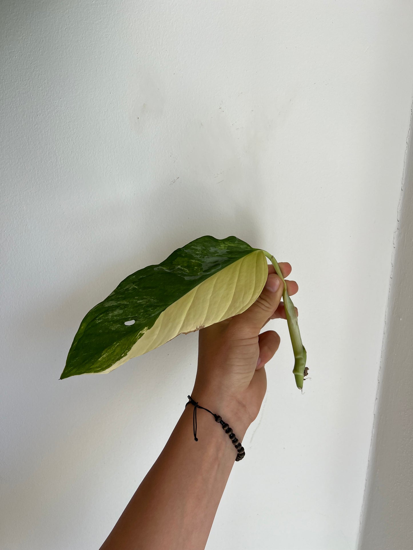 Monstera Obliqua ‘Mayuna’ Variegata