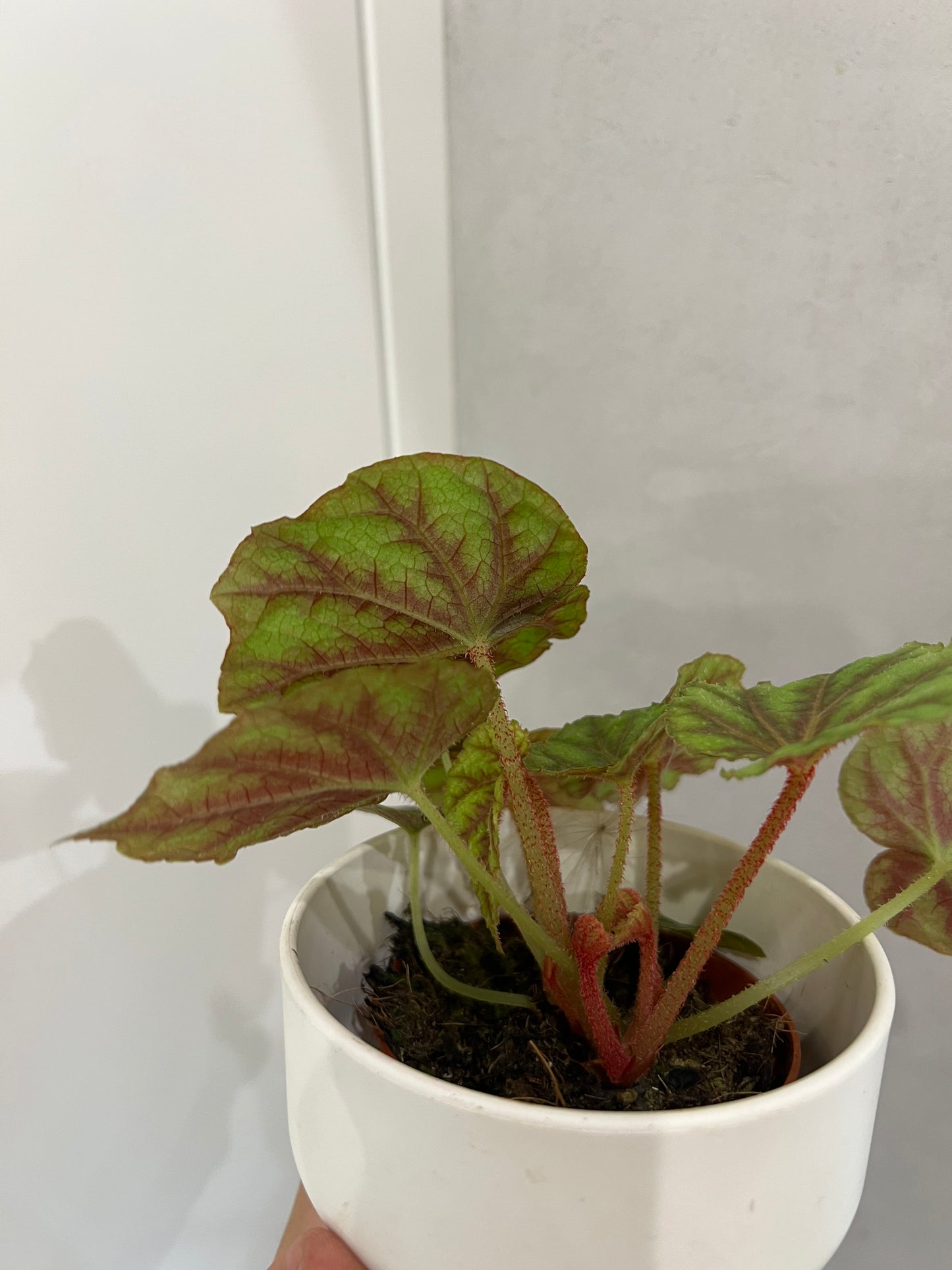 Begonia pseudoedulis 'Shiwanshan'