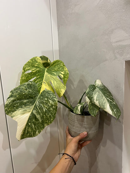 monstera creme brulee