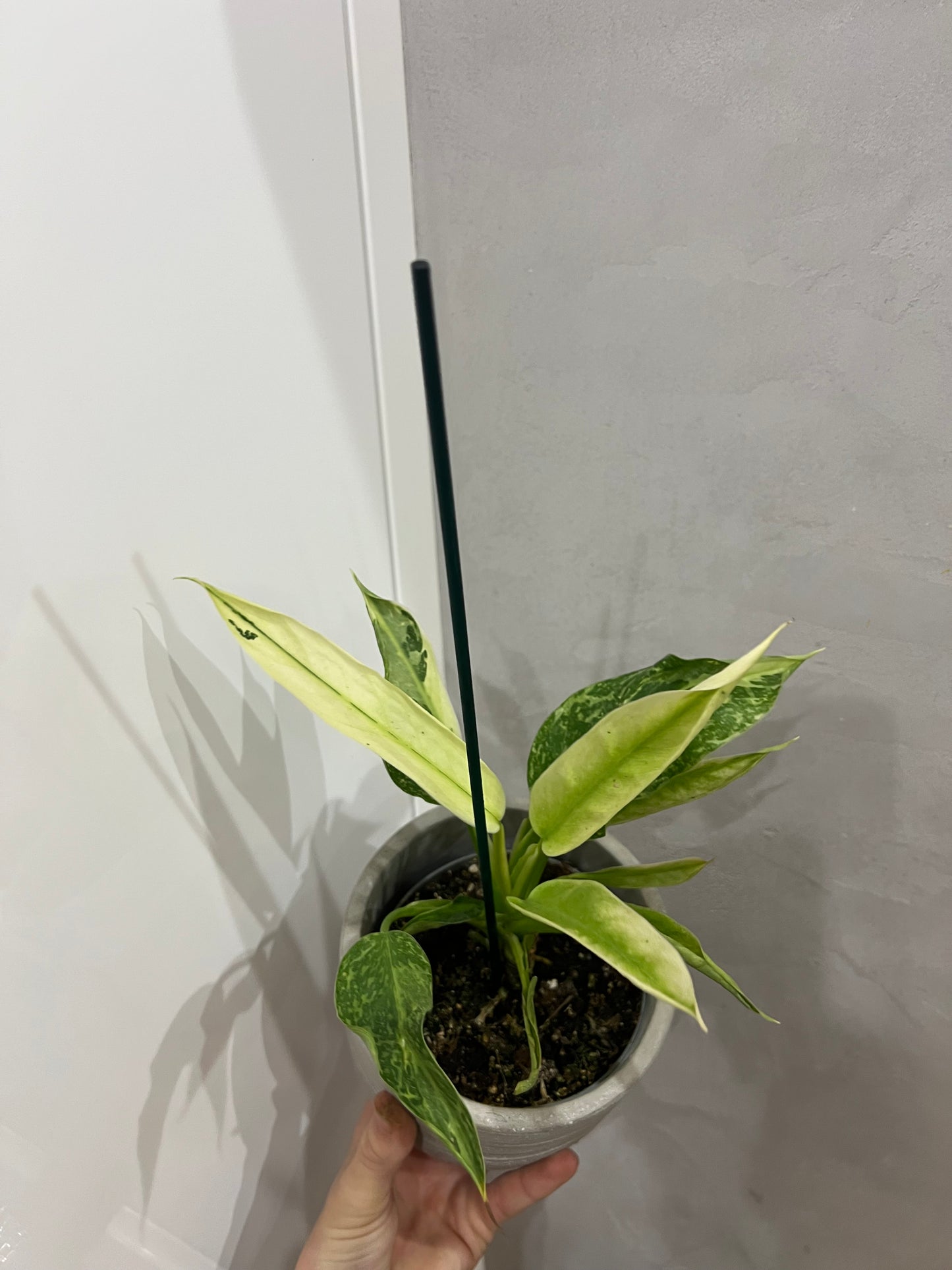 Philodendron jose bueno