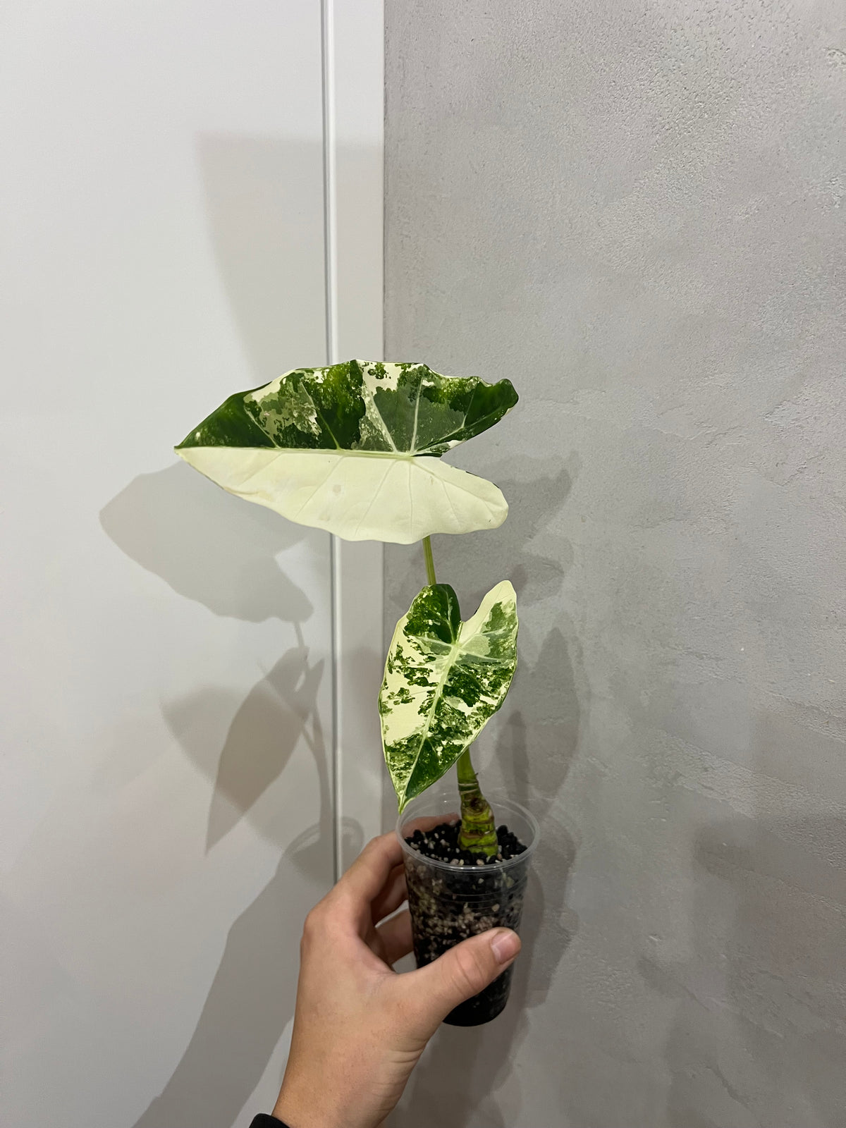 Alocasia frydek variegated