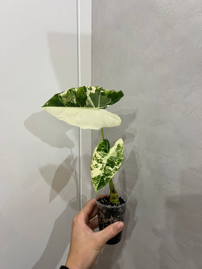 Alocasia frydek variegated