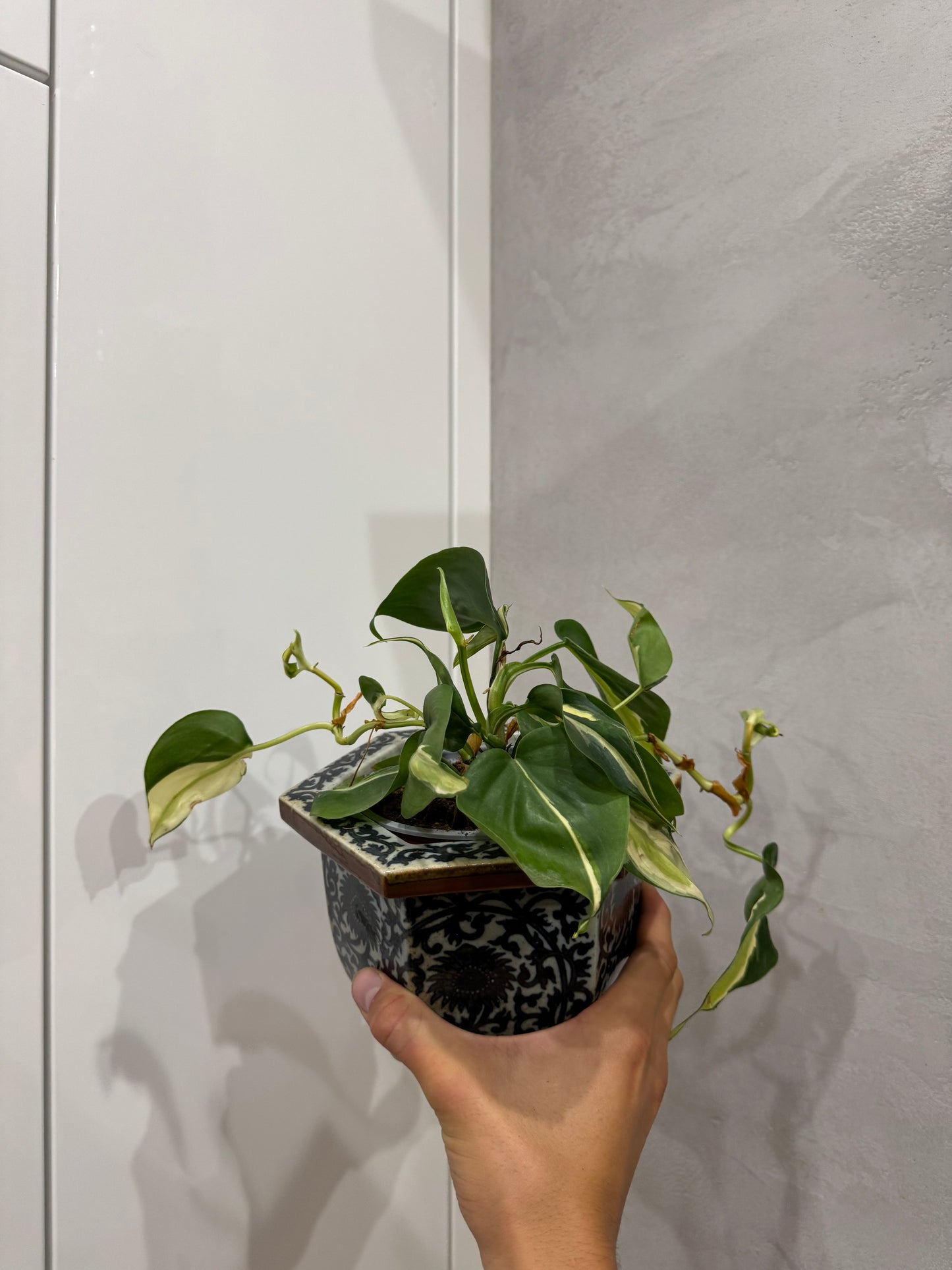 Philodendron hederecium rio