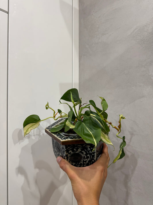 Philodendron hederecium rio