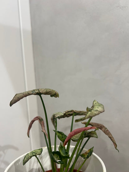 syngonium pink rolli