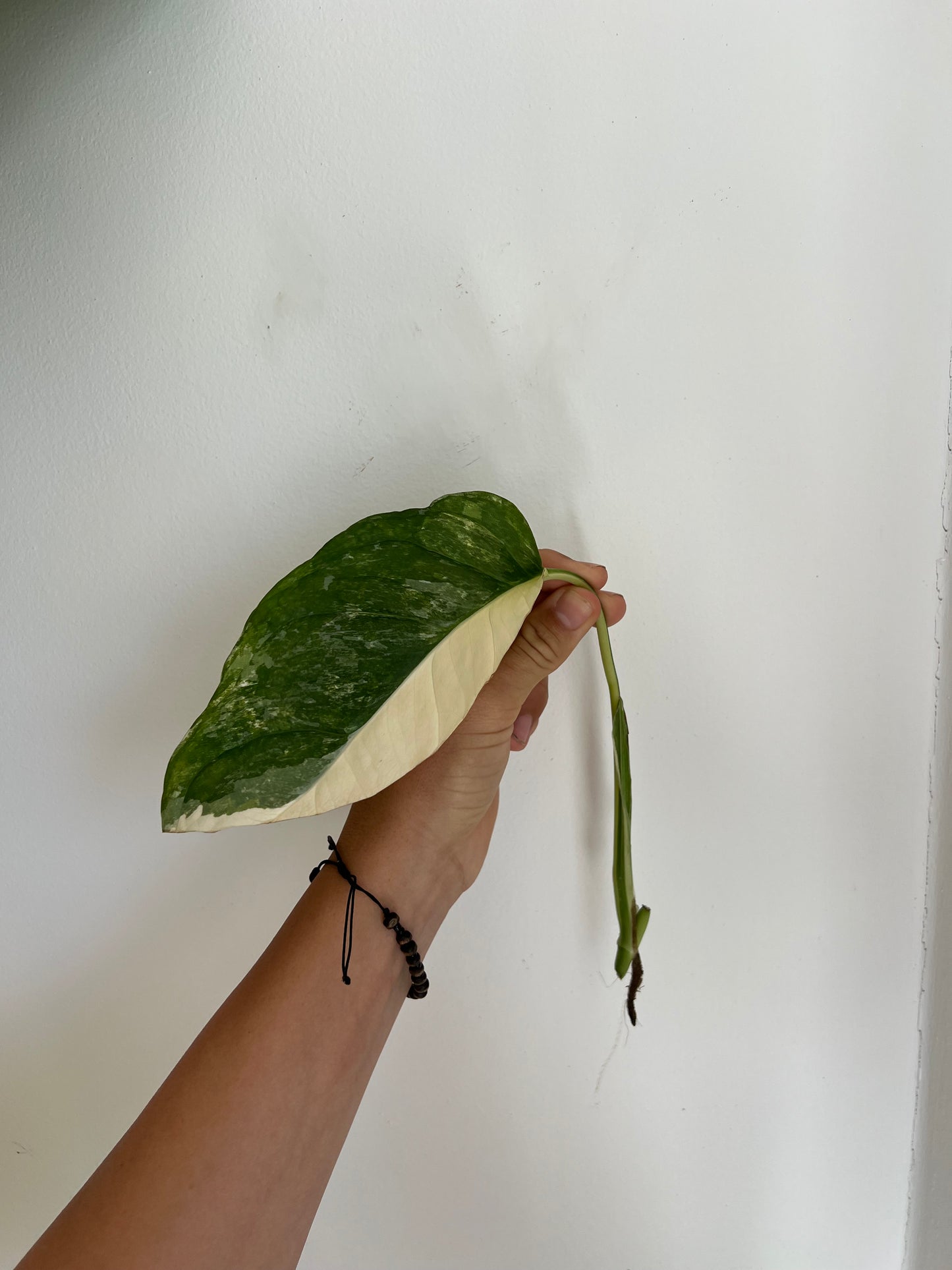 Monstera Obliqua ‘Mayuna’ Variegata