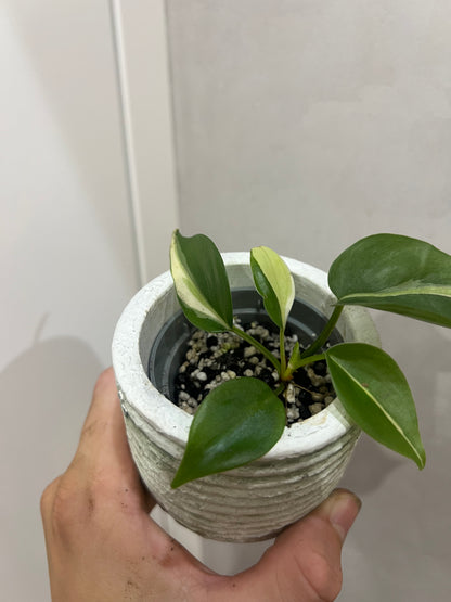 Philodendron cream splash
