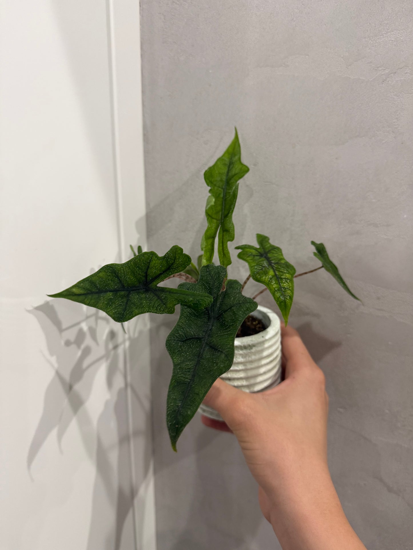 Alocasia jacklyn