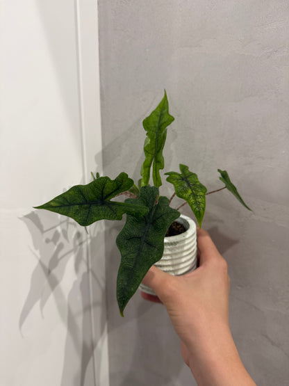 Alocasia jacklyn