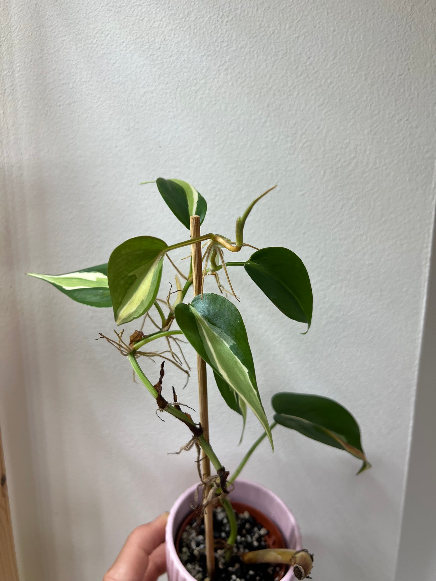 Philodendron cream splash
