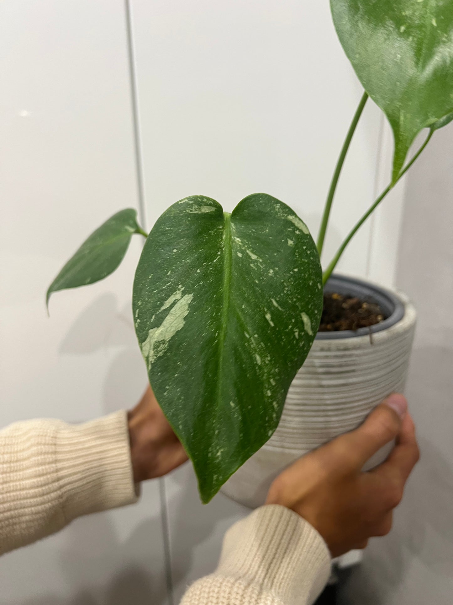 Monstera thai constellation