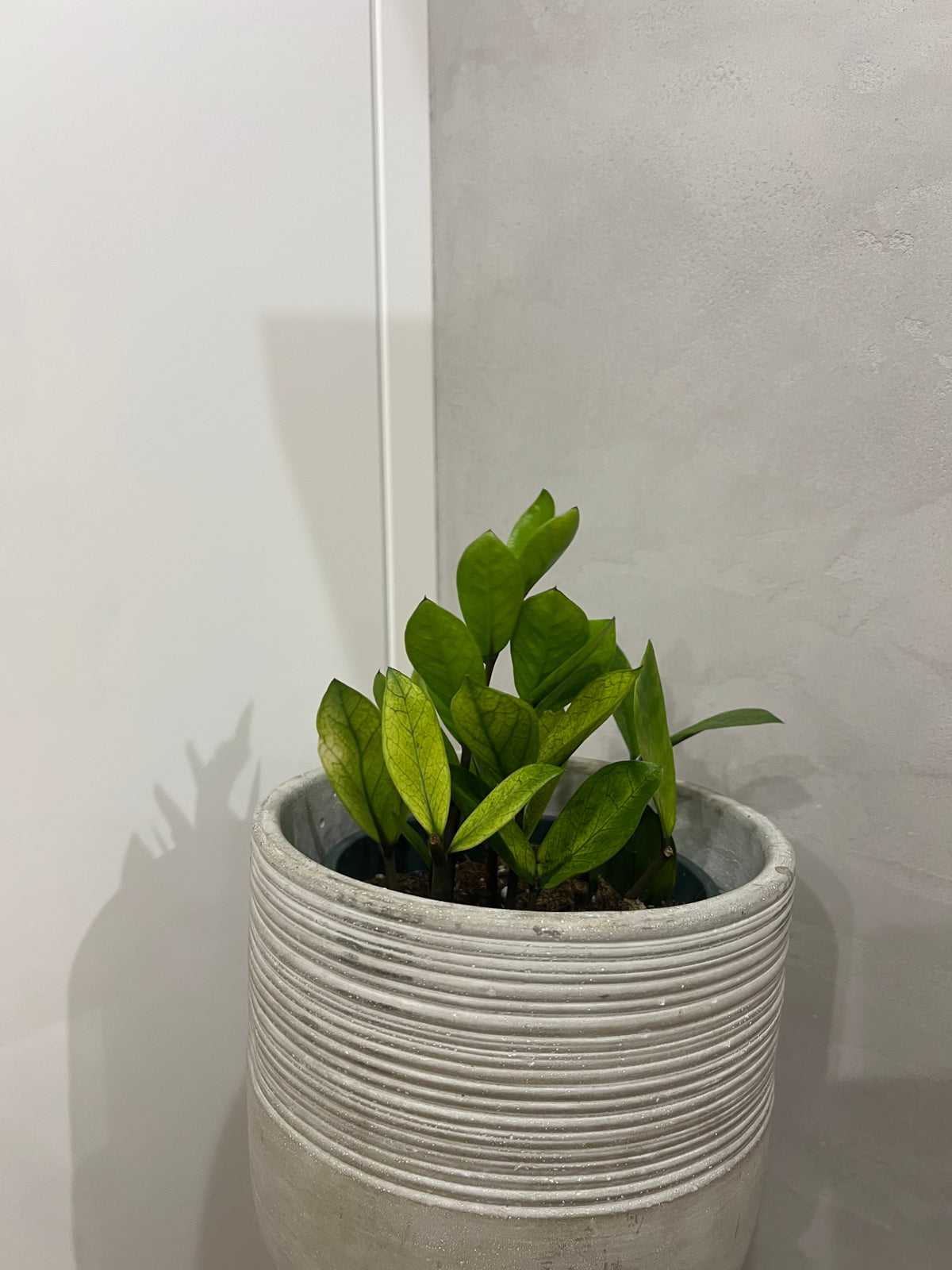 Zamioculcas chameleon mint variegated
