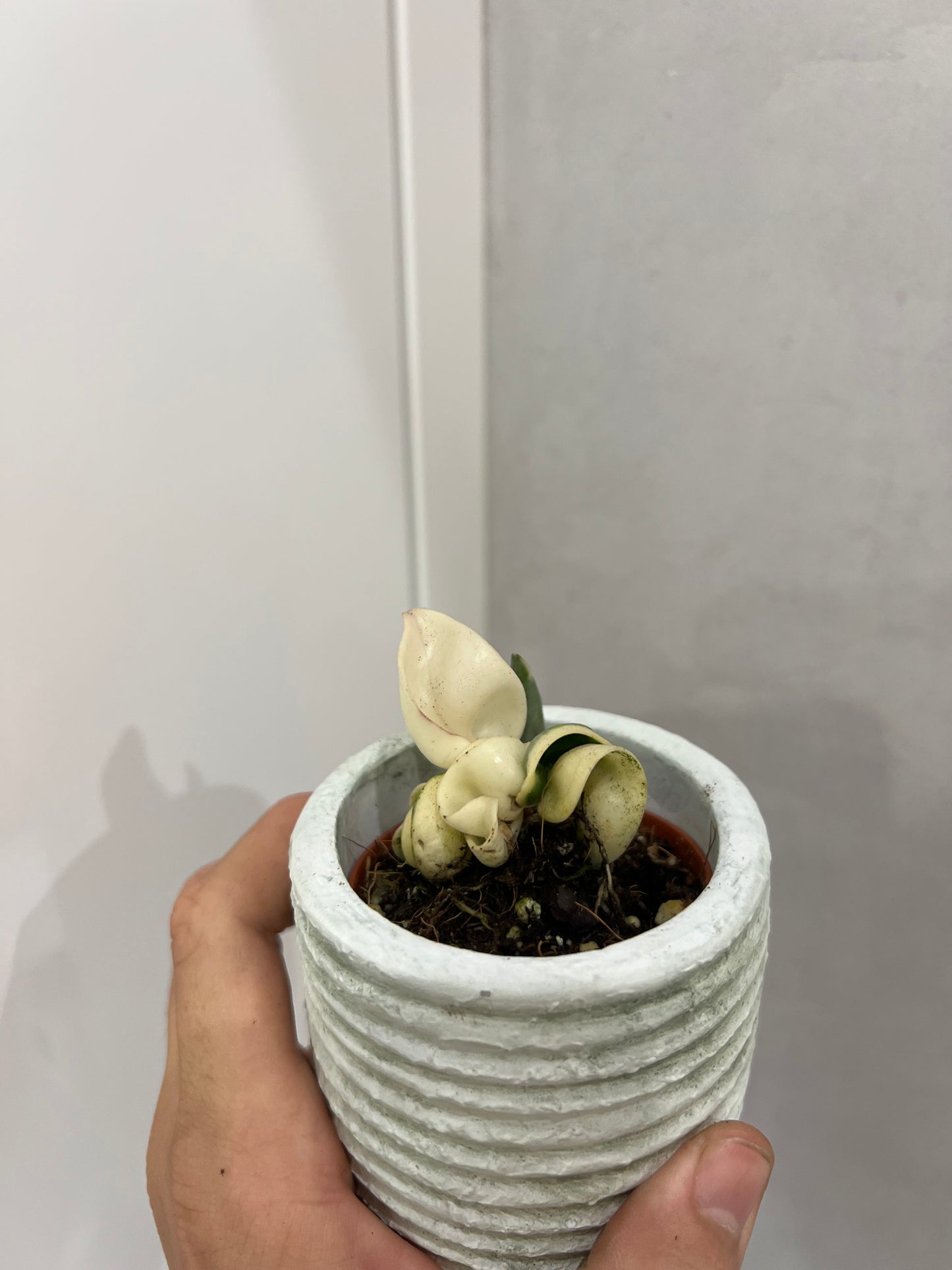 Hoya carnosa Compacta Variegata