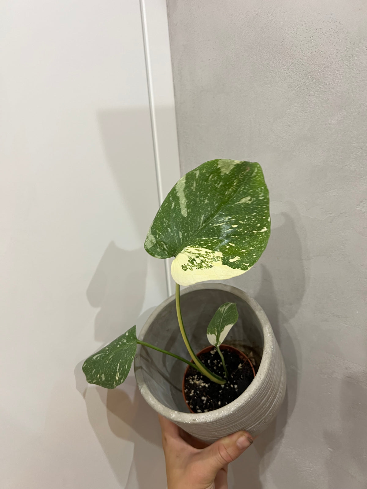 Monstera thai