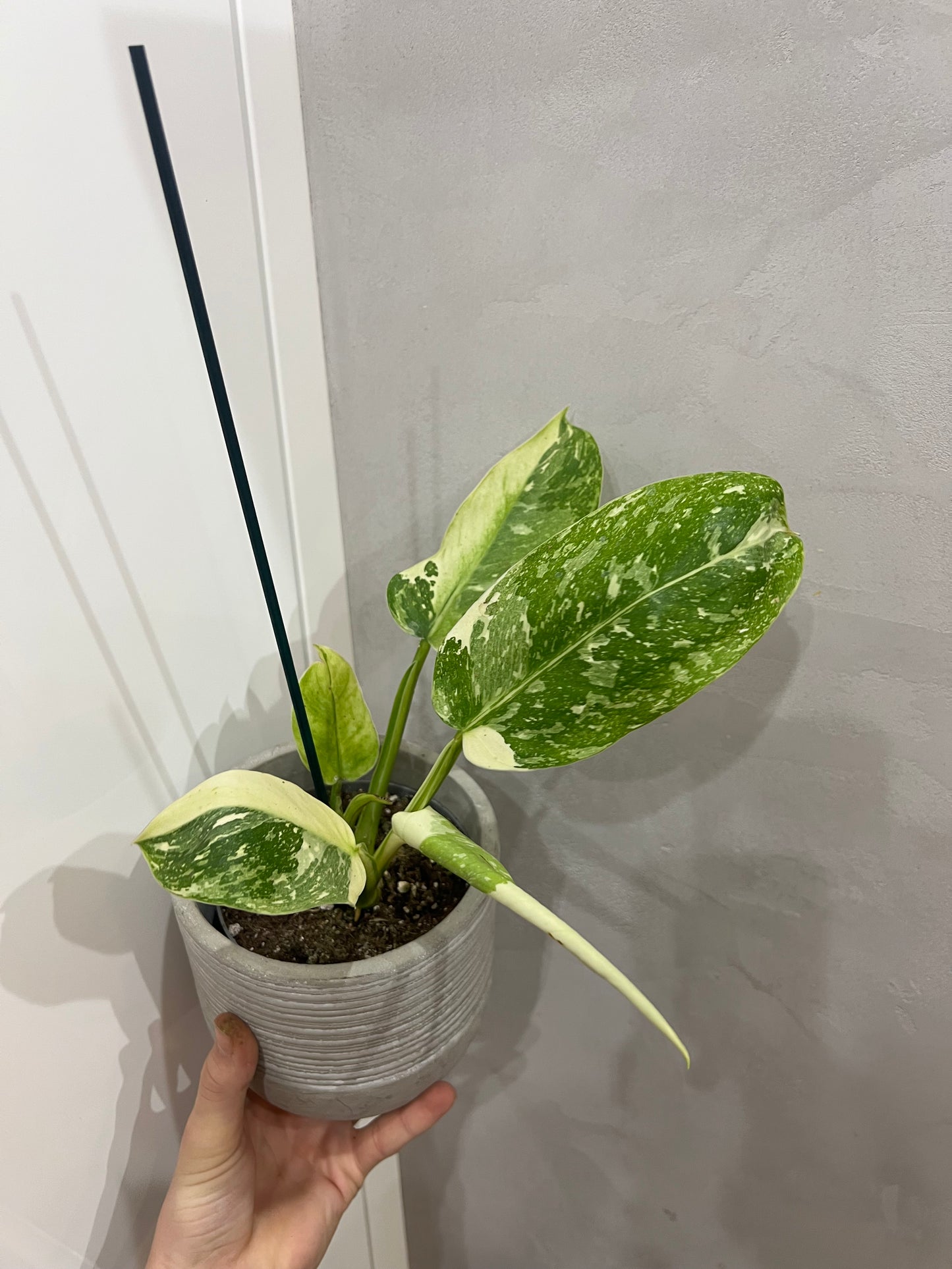 Philodendron jose bueno