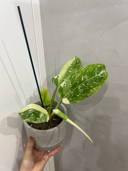 Philodendron jose bueno