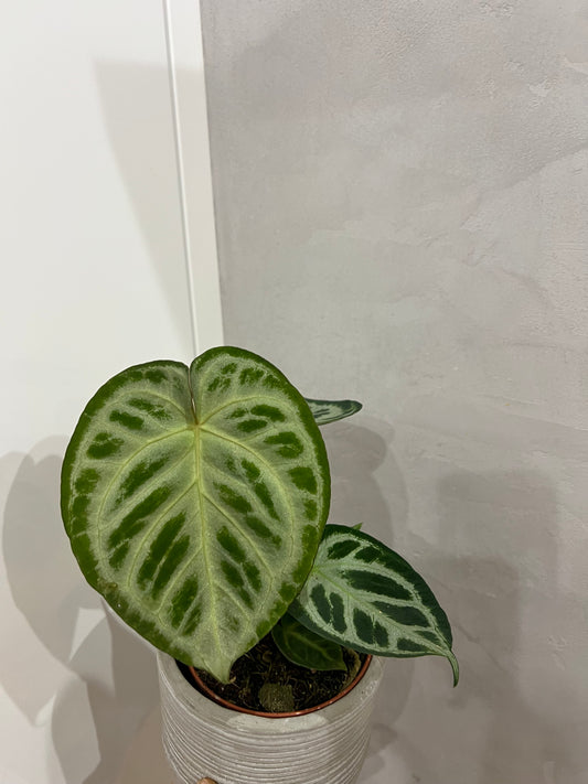 Anthurium super silver blush