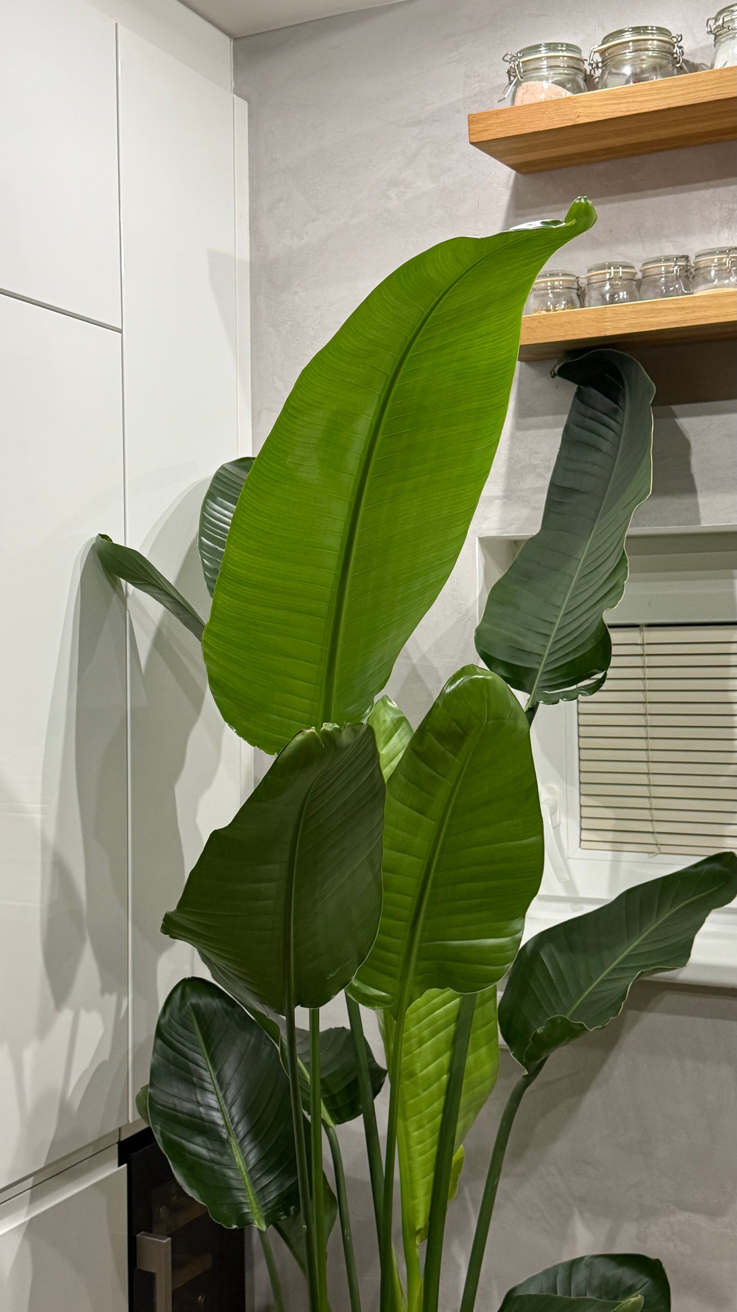 Strelitzia Nikolai (190-200cm) -na dotaz