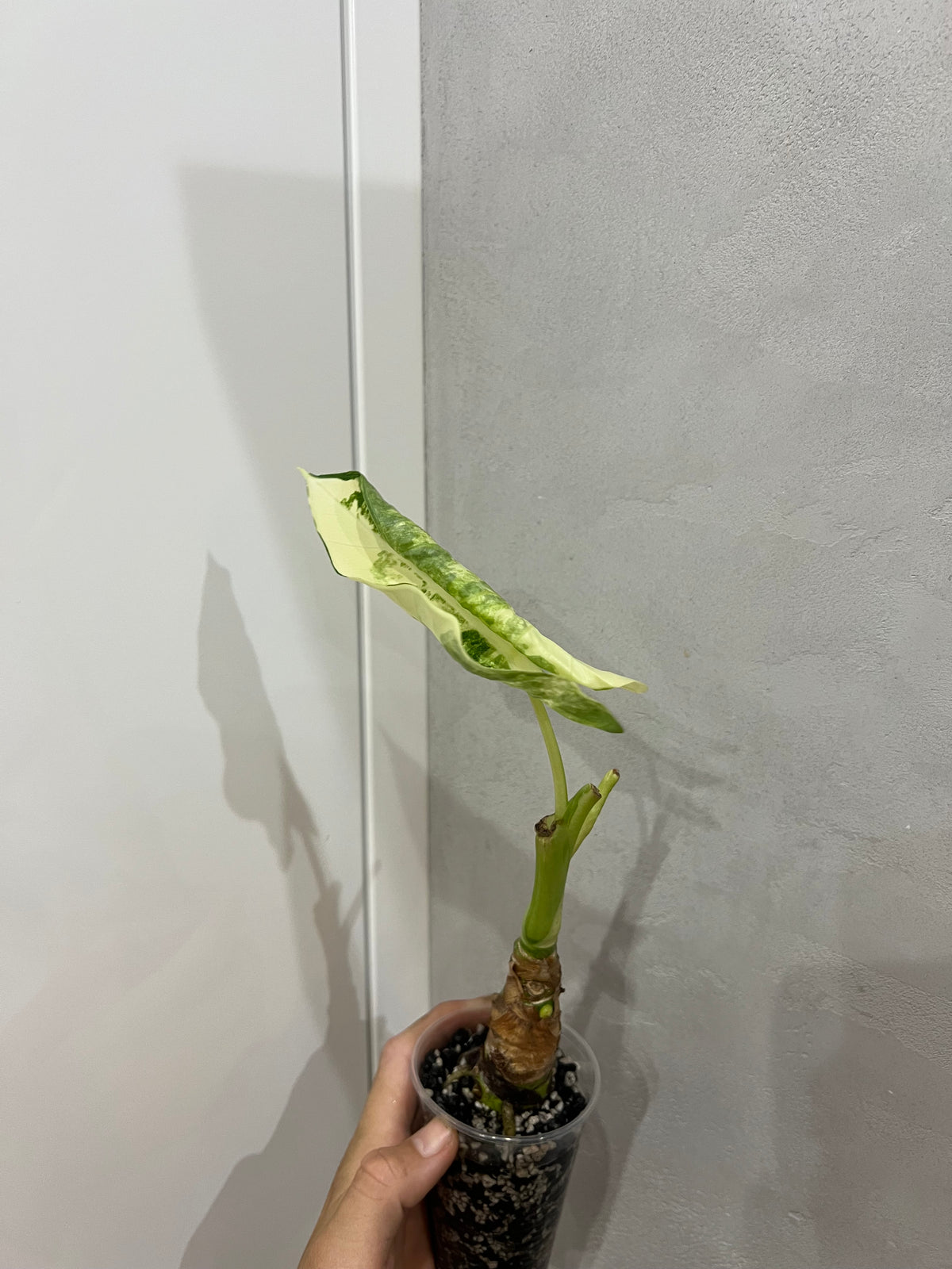 Alocasia frydek variegated