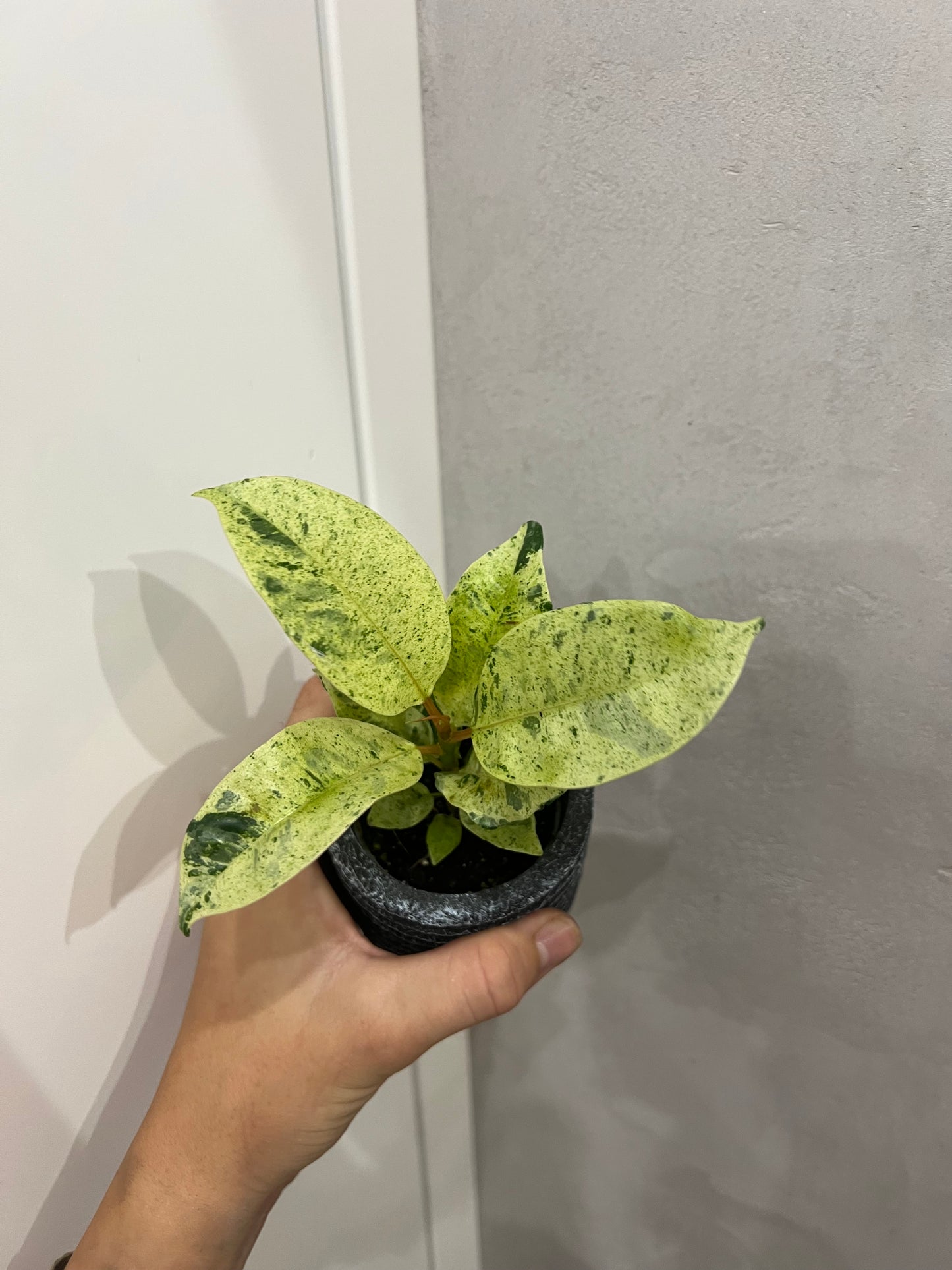 Ficus elastica ‘Shivereana’