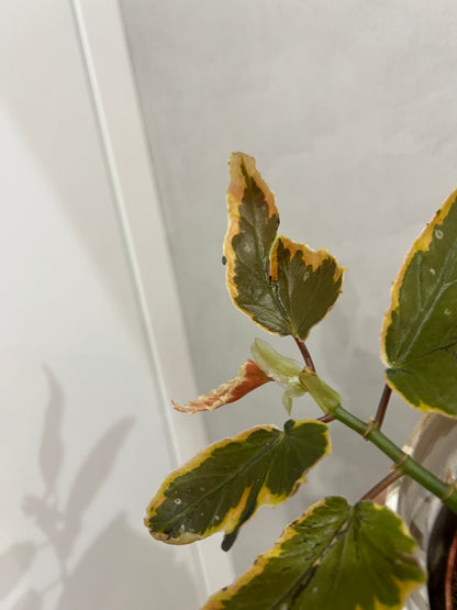 Begonia leaf Dainty Spray Sport variegated