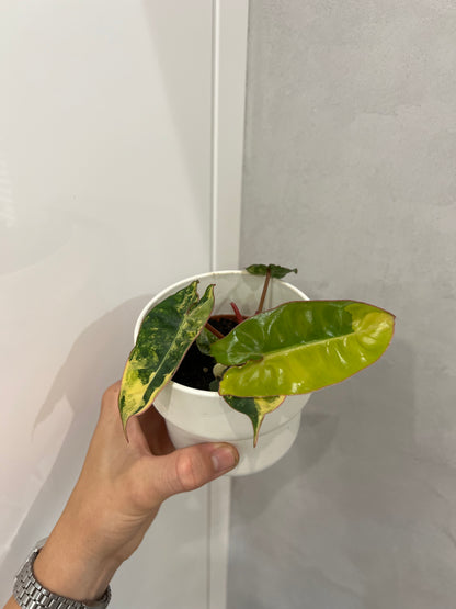 philodendron billietiae variegata