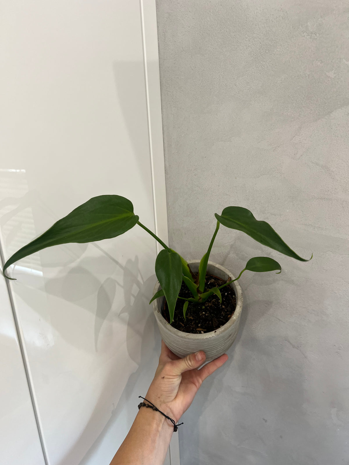 Monstera burle marx flame