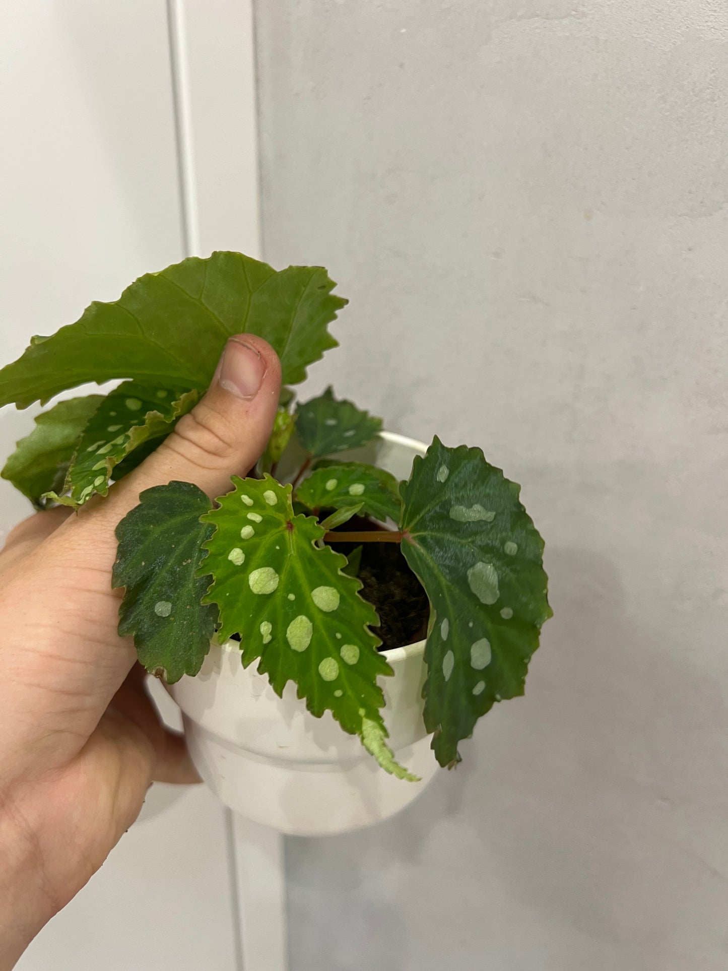 Begonia blad Maculata Sherwood Forest