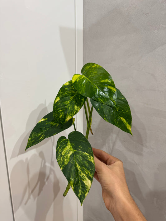 Řízky Epipremnum pinnatum cintho golden finger