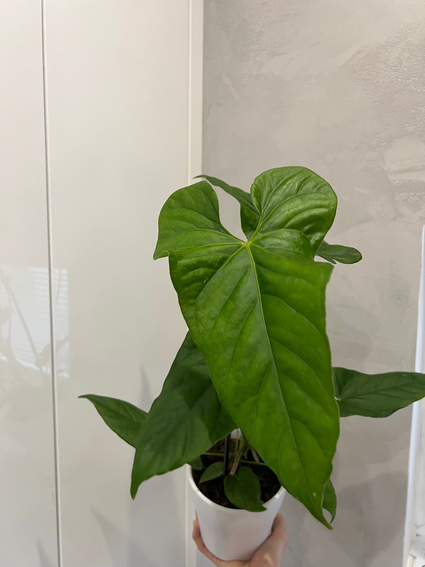 ANTHURIUM BALAOANUM
