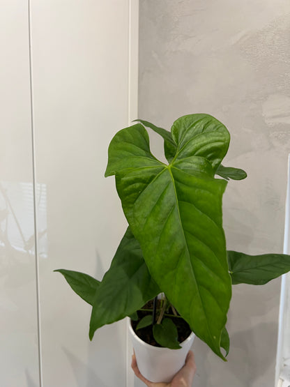 ANTHURIUM BALAOANUM