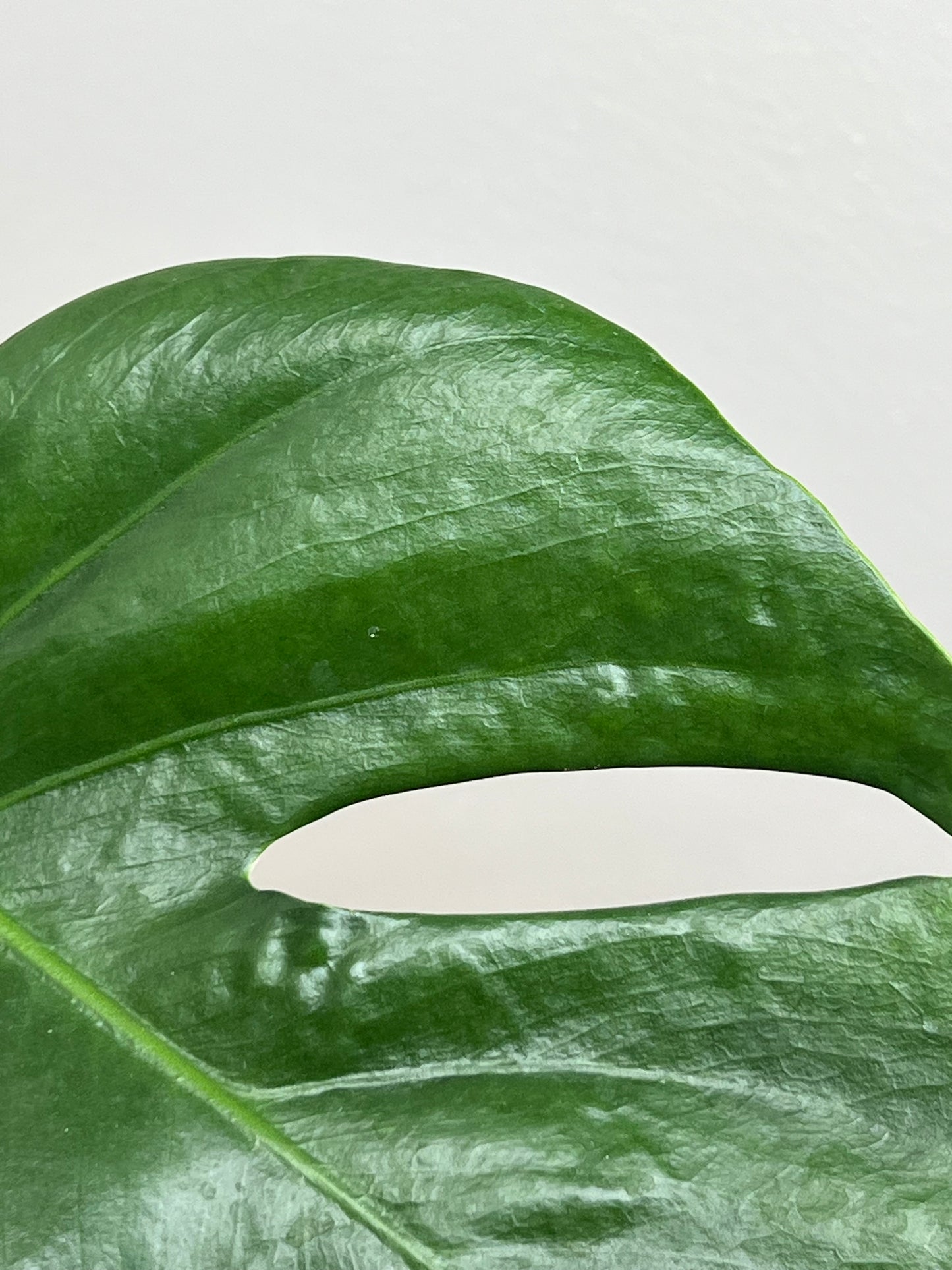 monstera sierrana