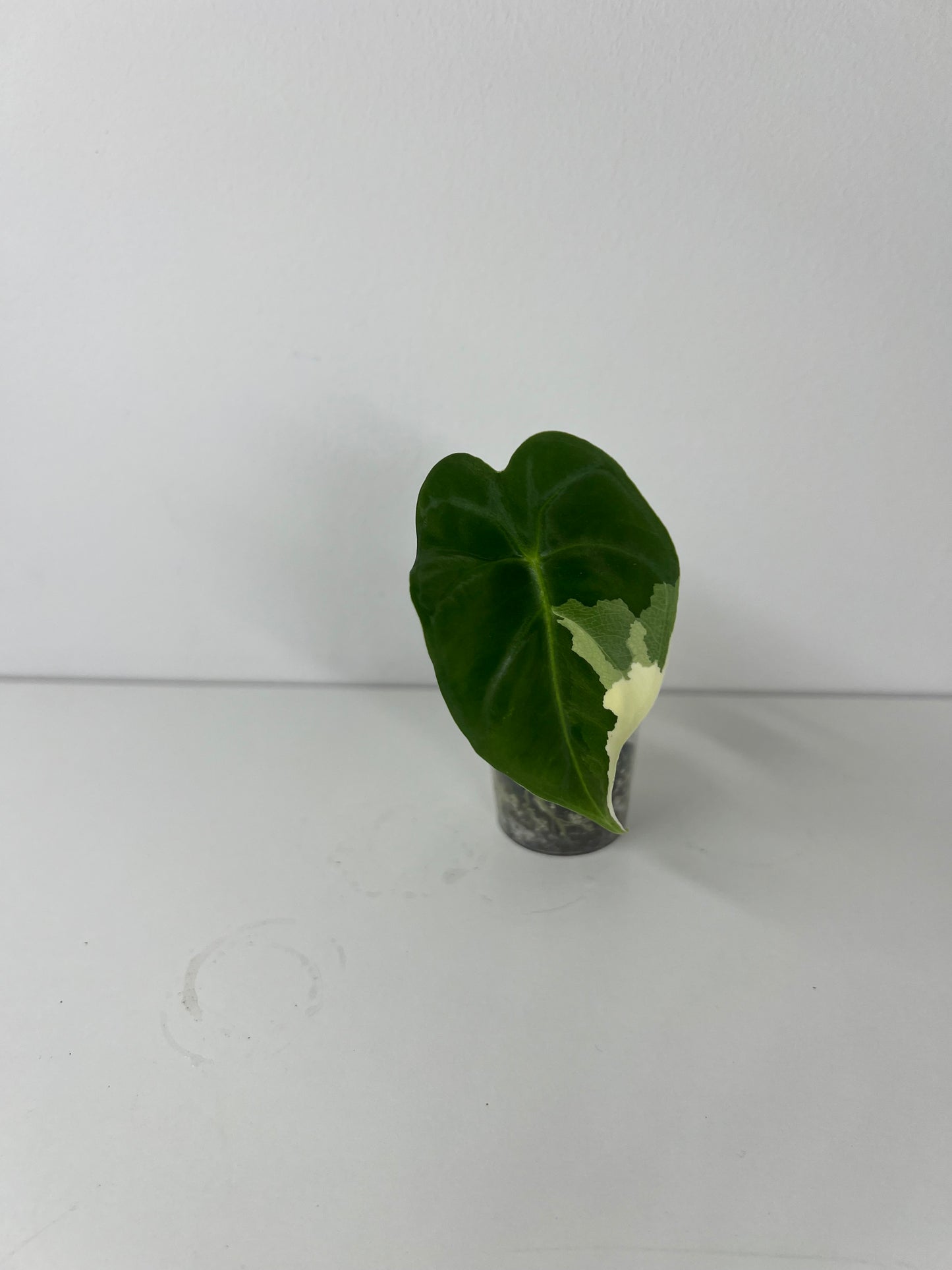 Alocasia frydek variegated
