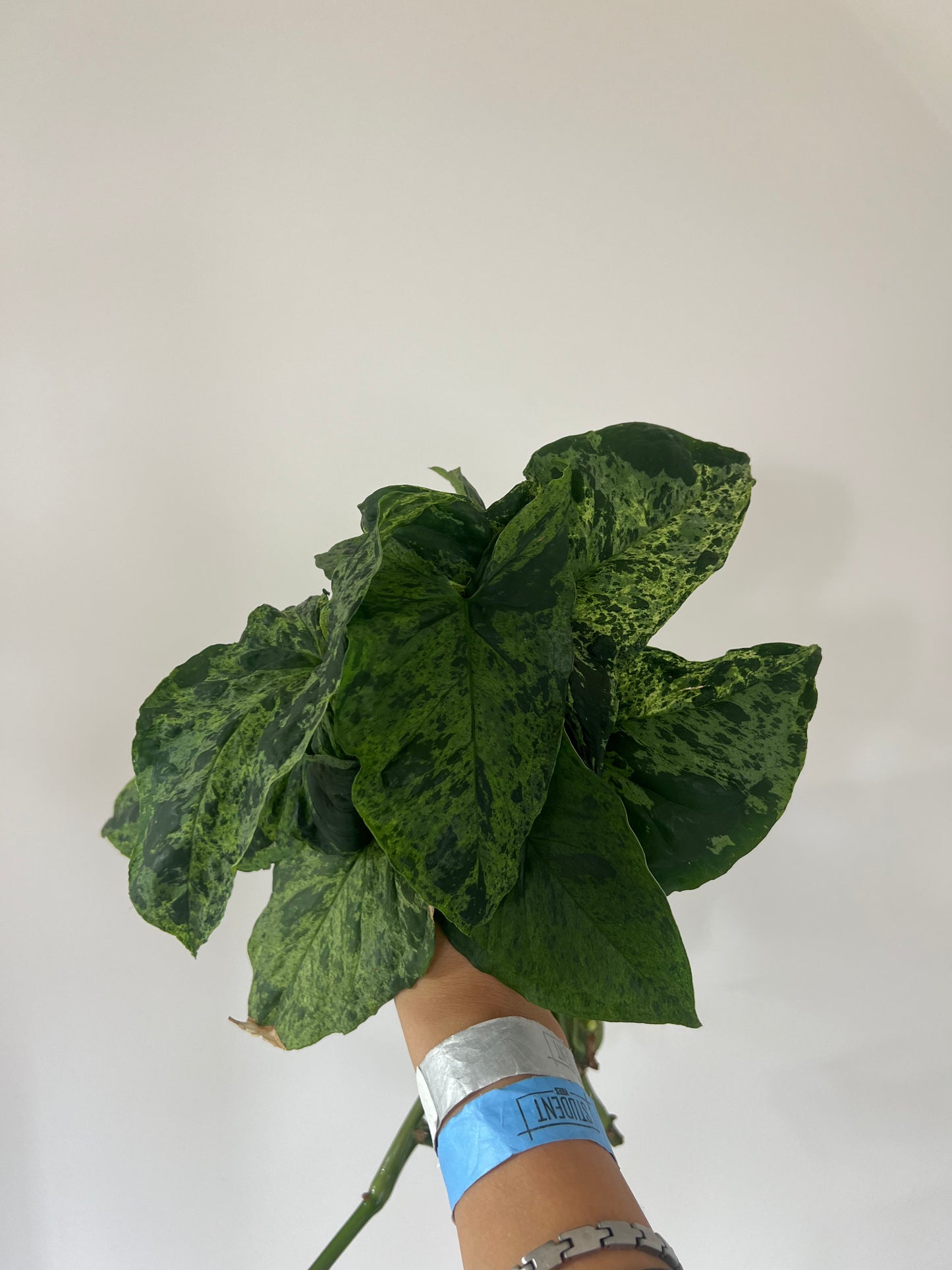 Syngonium mojito