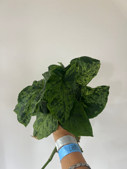 Syngonium mojito