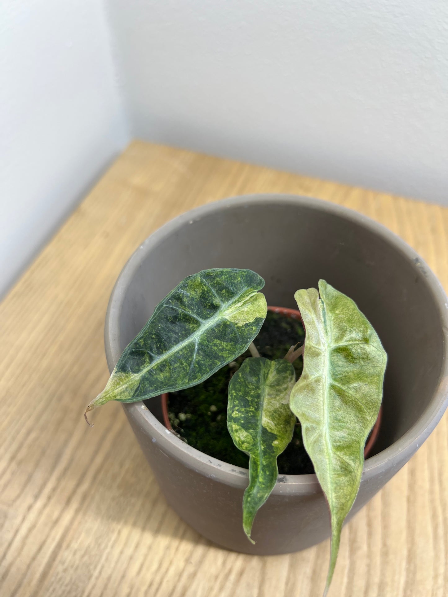 alocasia polly yellow variegata