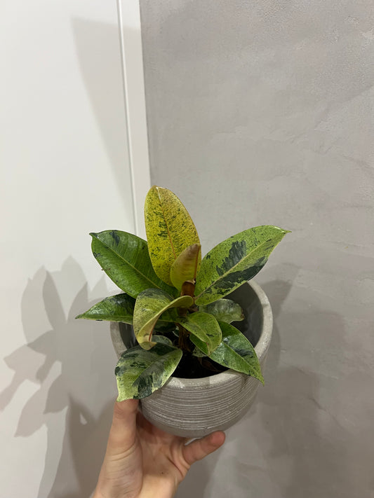 Ficus elastica Shivereana