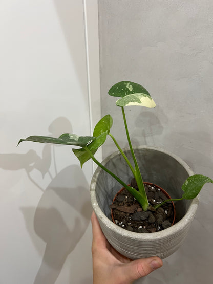 Monstera thai