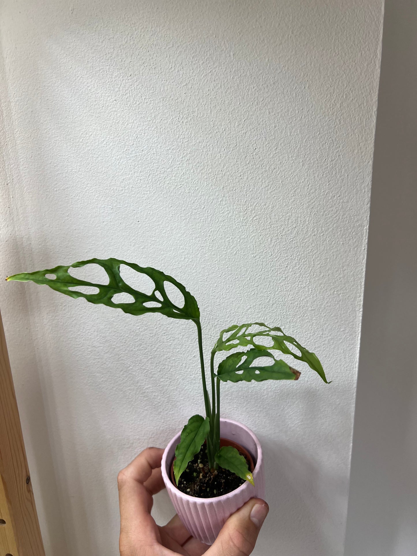 Monstera obliqua